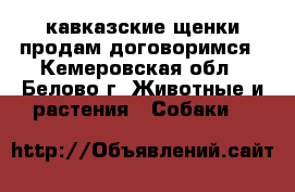 кавказские щенки продам договоримся - Кемеровская обл., Белово г. Животные и растения » Собаки   